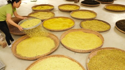 桂花金灿灿 变身“金饽饽”