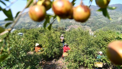 油茶果成为农民致富“黄金果”