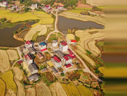 秋收好“丰”景 粮稳天下安