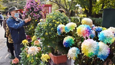 赏菊正当时