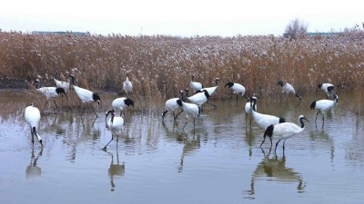 多地多部门加大生物多样性保护力度 守护多样物种  共建美好家园