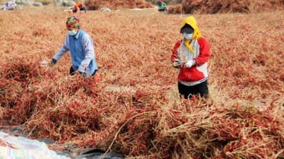 河套农户：“慧”种辣椒 丰产增效