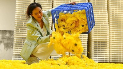 高山皇菊飘香