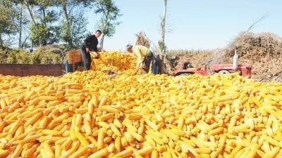 秋粮收获近九成 全年粮食有望再获丰收