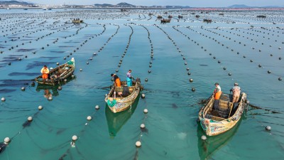 海带育苗正当时