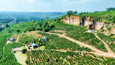 废弃矿山变果园