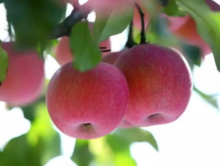 昌平苹果硕果累累，预计产量达1000万公斤！