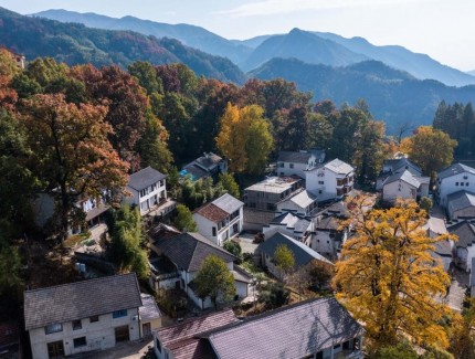 山乡金秋美 秋叶助共富