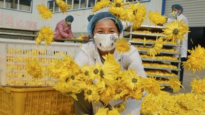 菊花香飘致富路