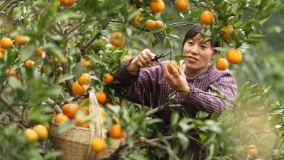 早熟柑橘助农增收