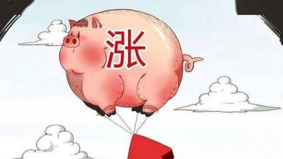 这轮猪价上涨啥原因? 后期走势怎样?