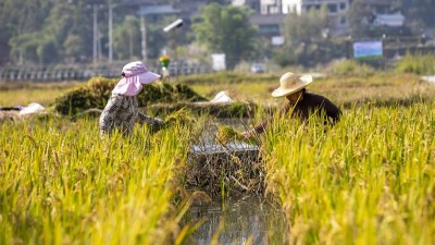 因地制宜发展再生稻