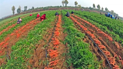 三万亩红萝卜喜获丰收