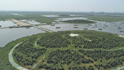 绿了盐碱地  建成新粮仓