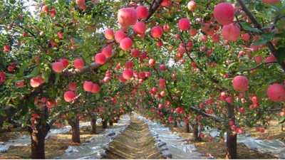 好苹果怎样培育而成？——听中国农科院果树所专家讲述科技助推苹果产业发展