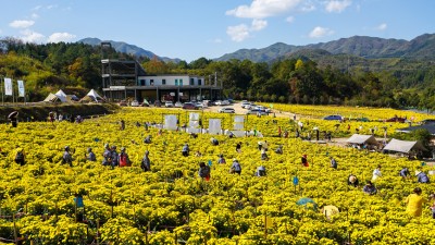 菊花黄 人气旺