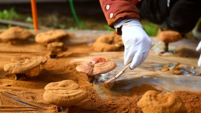 灵芝弹孢子 喜获“致富金”