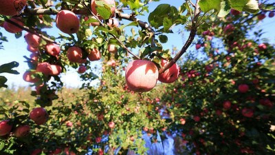 拓宽苹果销路 助力果农致富