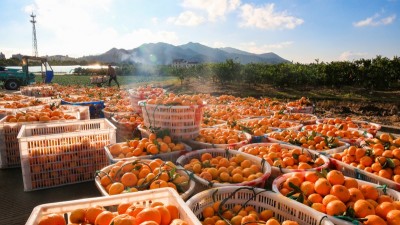 积极引导农民种植优质柑橘