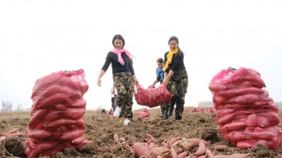 红薯丰产 农户增收