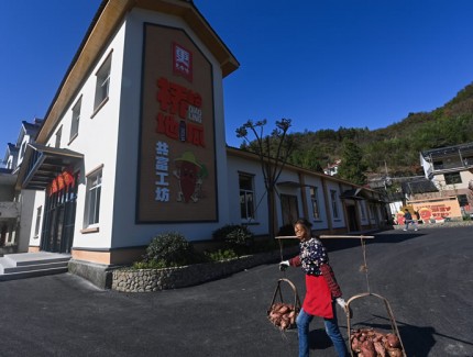 山乡地瓜产业助力增收