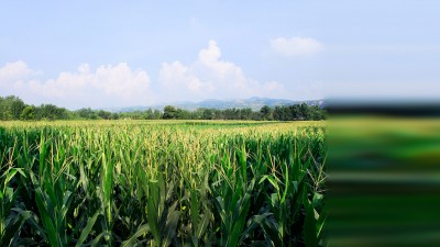 藏粮于技：玉米育种有文章