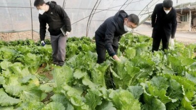 顺义区日产蔬菜百万公斤，持续供应首都“菜篮子”