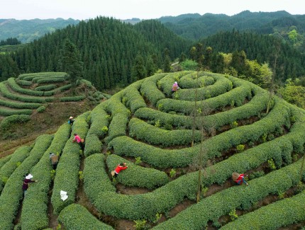 一片匠心在“雅茶”