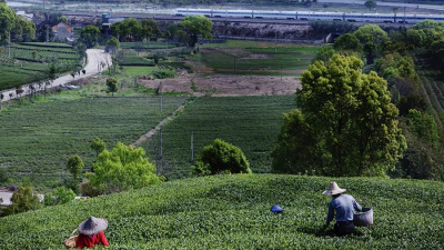 福州：茉莉花再开，茶香溢中外