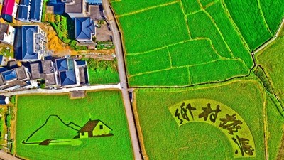 全面落实乡村振兴责任——中央农办负责人就《乡村振兴责任制实施办法》答记者问