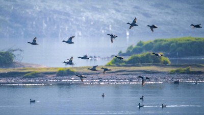 渠江水生态持续改善 引来成群野鸭越冬