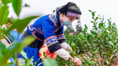 贵州普安迎来新年绿茶第一采