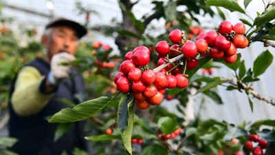 山东五莲：五莲山下樱桃红了