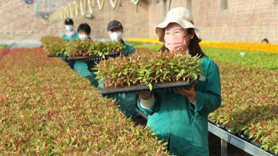 龙头企业带动种植户增收致富