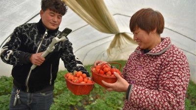 指导科学田管 直播助农增收