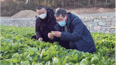 专家“揭榜挂帅” 解决蔬菜产业发展难题