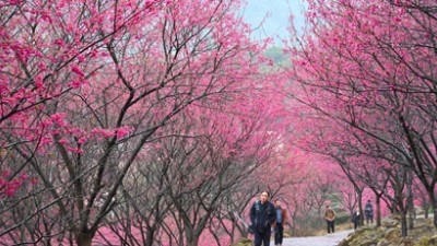 樱花盛开引游客