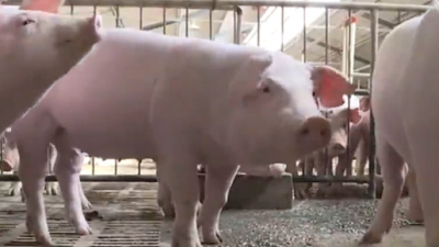 农业农村部：确保生猪等重要畜产品安全供给