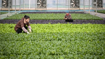 科技助力蔬菜增产提质