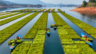 湖上菜园春收