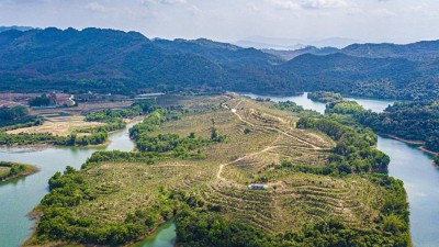 企业带动 沉香树成村民“致富树”