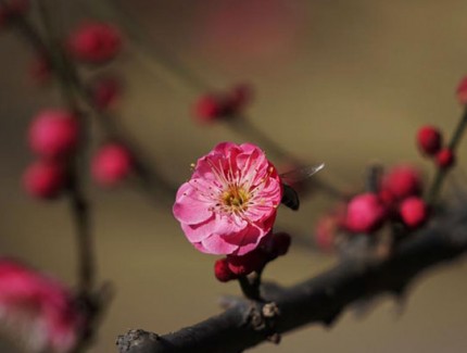 南岭公园蜡梅