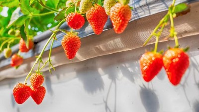 燕山脚下的芳香佳“莓”