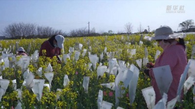 选育油菜良种 守好国家“油瓶子”