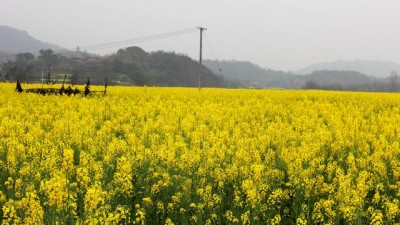 乡村振兴看永州：祁阳市下马渡镇上福村300亩油菜花盛开