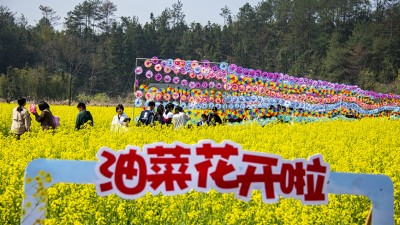 油菜花开醉游人