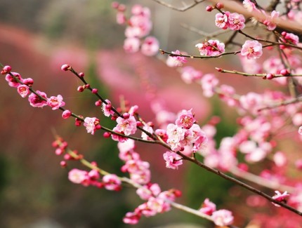 秦岭脚下梅花盛开 又是一年“梅”好时