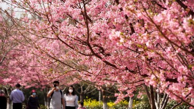 樱花烂漫引客来