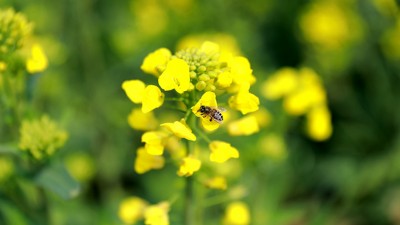 油菜花开春意浓