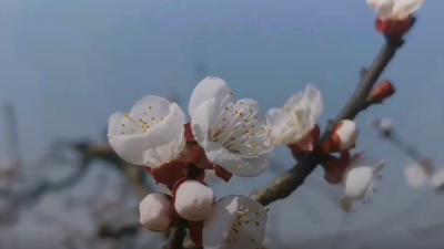 济南平阴：杏花洁白颜如雪